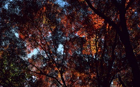 Осень, деревья, вид сверху, листья клена HD обои