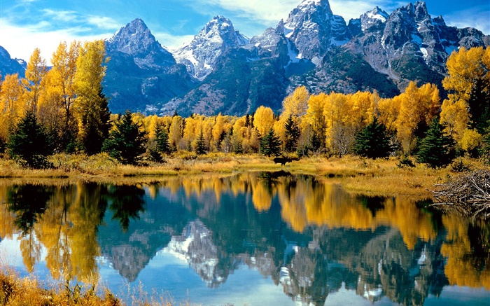 Осень, деревья, желтый, озеро, горы обои,s изображение