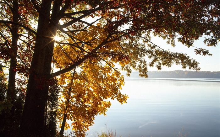 Осень, желтые листья дерево, озеро, солнце обои,s изображение