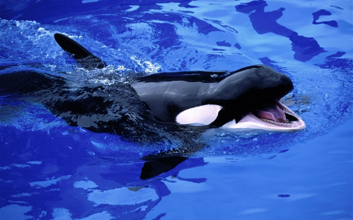 Детские кит, косатка, синий морской воды обои,s изображение