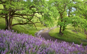 Лысых Горах, Национальный парк секвойи, США, деревья, полевые цветы HD обои