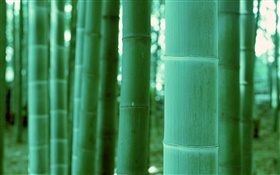 Бамбук крупным планом, боке HD обои