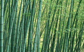 Бамбук крупным планом, лес, лето