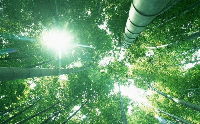 Бамбуковый лес, посмотрите вверх, солнечный свет, зеленые листья обои,s изображение