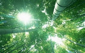 Бамбуковый лес, посмотрите вверх, солнечный свет, зеленые листья