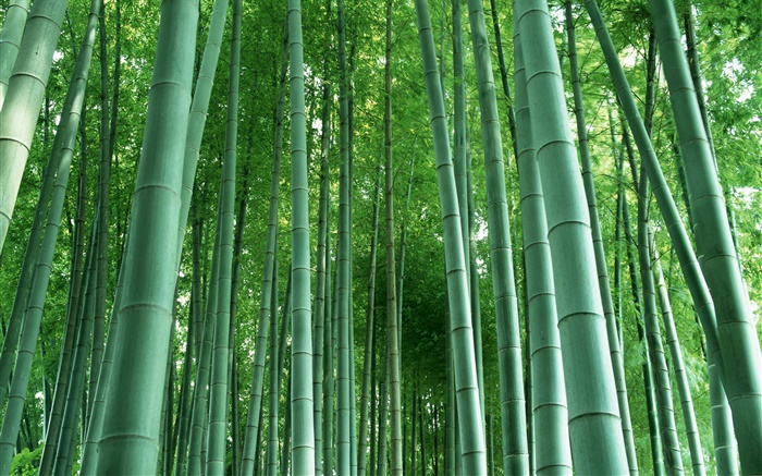Бамбуковый лес обои,s изображение