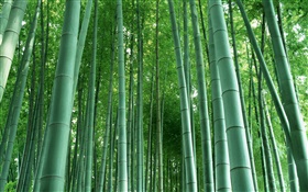 Бамбуковый лес HD обои
