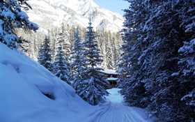 Национальный парк Банф, Канада, деревья, дома, горы, снег HD обои