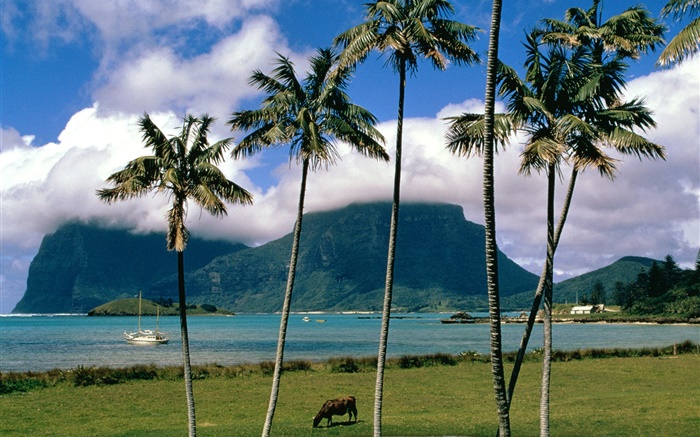 Бей, море, пальмы, трава, облака, Австралия обои,s изображение