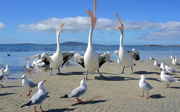 Пляж, чайки, морские птицы обои,s изображение