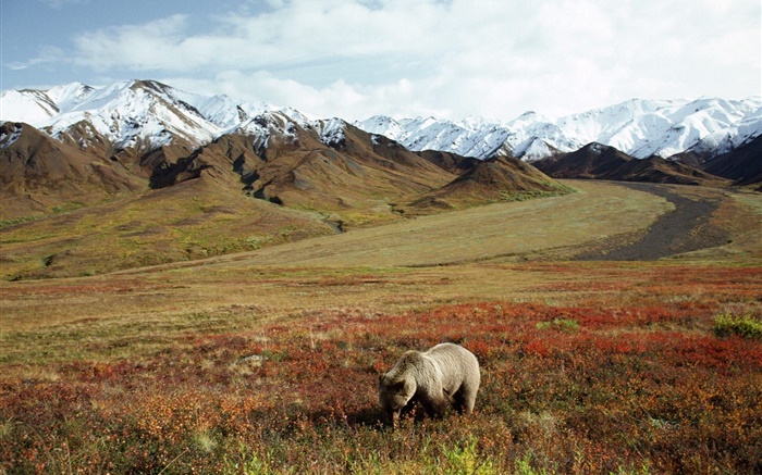 Медведь в траве, горы обои,s изображение