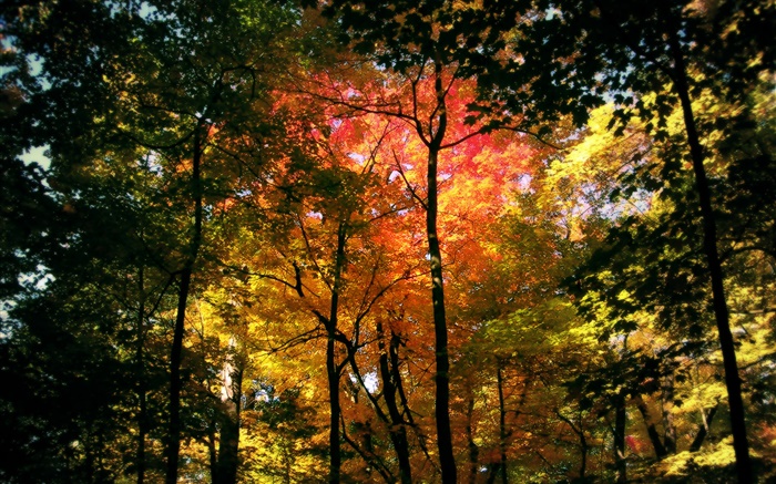 Красивый осенний лес, красные листья обои,s изображение