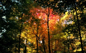 Красивый осенний лес, красные листья HD обои