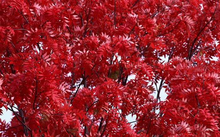 Красивая осень, красные листья, деревья, лес обои,s изображение