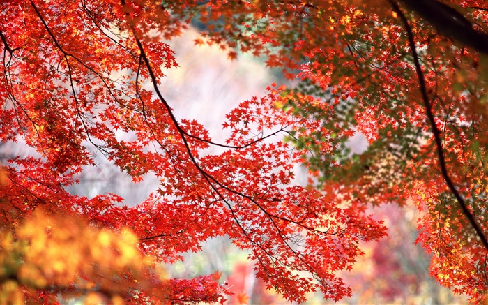 Красивые осенние, дерево, ветки, красные кленовые листья обои,s изображение