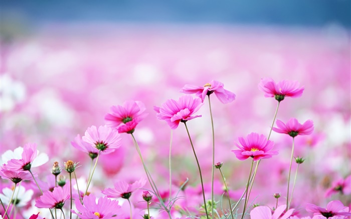 Красивые kosmeya цветы, боке обои,s изображение