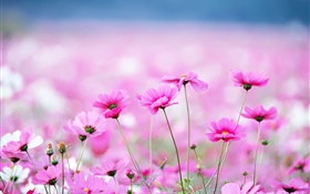 Красивые kosmeya цветы, боке HD обои