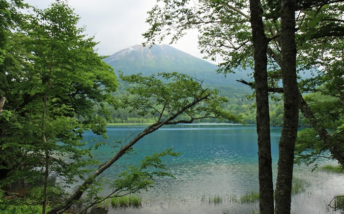 Красивая природа, озеро, деревья, горы, Хоккайдо, Япония обои,s изображение