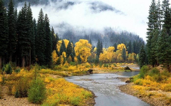 Красивый природный ландшафт, лес, деревья, туман, река, осень обои,s изображение