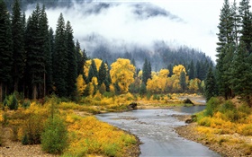 Красивый природный ландшафт, лес, деревья, туман, река, осень HD обои