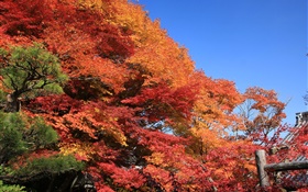 Красивые красные осенние, листья, деревья HD обои