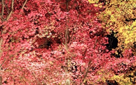 Красивые красные листья, клен, осень