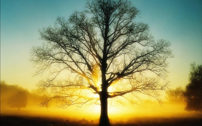 Красивый восход солнца, дерево, солнце, рассвет обои,s изображение