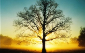 Красивый восход солнца, дерево, солнце, рассвет