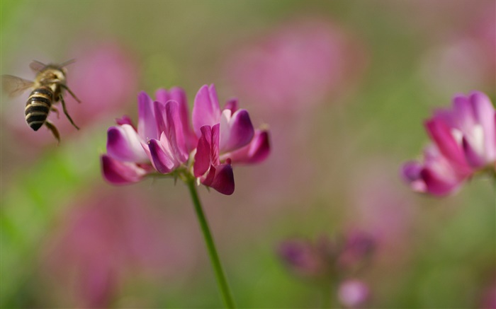 Пчела, розовые цветы, зеленый фон обои,s изображение
