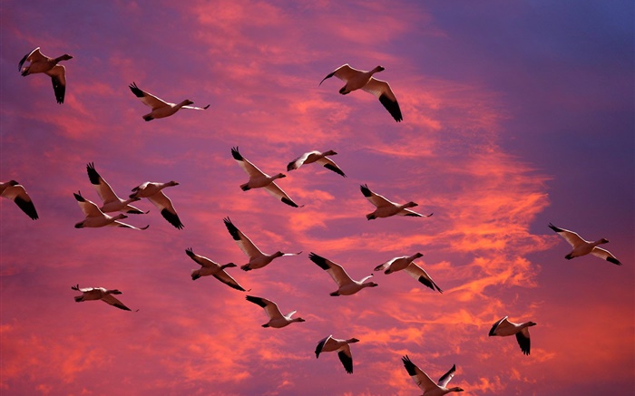 Большие дикие гуси в Красное небо, закат обои,s изображение