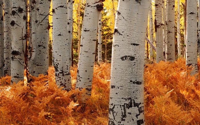 Березы, лес, осень обои,s изображение