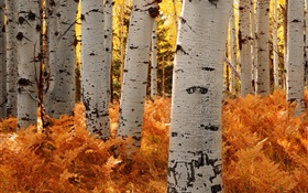 Березы, лес, осень HD обои