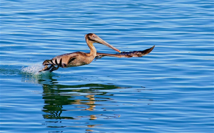 Птица летающих в поверхности озера обои,s изображение