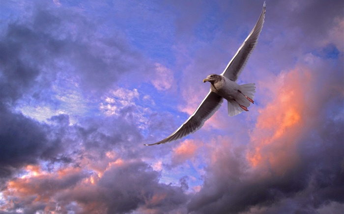 Птица летать небо, закат, облака обои,s изображение