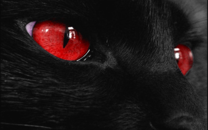 Черное животное лицо, красные глаза обои,s изображение