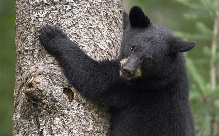 Черный медведь восхождение дерево обои,s изображение