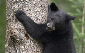 Черный медведь восхождение дерево HD обои