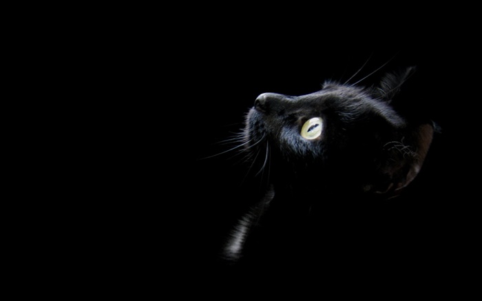 Черная кошка, черный фон обои,s изображение