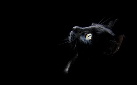 Черная кошка, черный фон HD обои