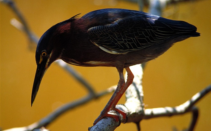 Черное перо птицы, дерево, сучки обои,s изображение