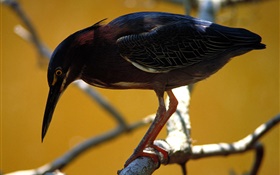 Черное перо птицы, дерево, сучки HD обои