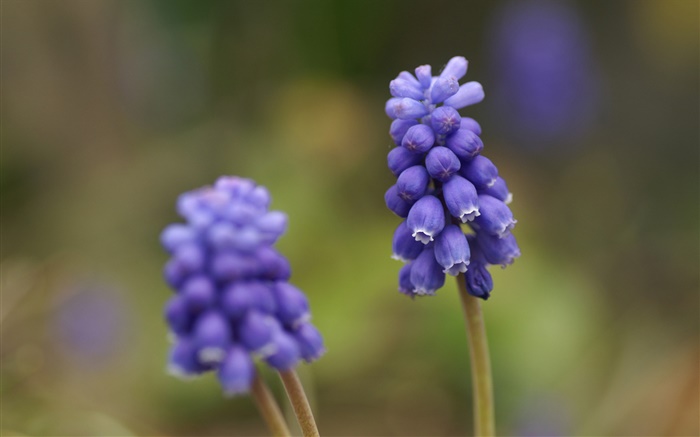 Синий виноград цветок гиацинта, размытие фона обои,s изображение