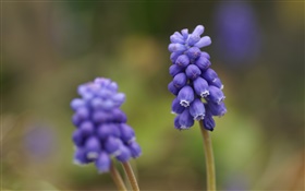 Синий виноград цветок гиацинта, размытие фона HD обои