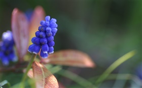 Голубой гиацинт цветок крупным планом