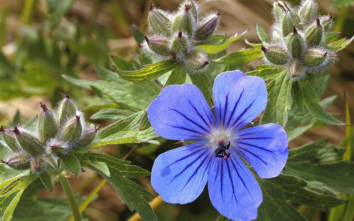 Синий маленький цветок крупным планом обои,s изображение