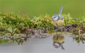 Синий синица, птица крупным планом, отражение воды
