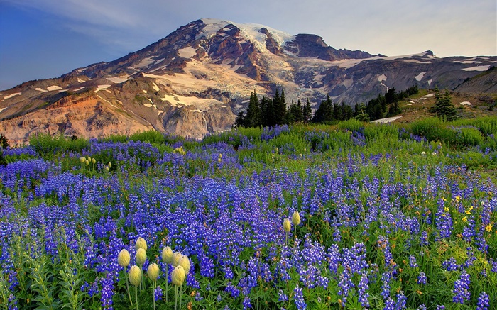 Синие полевые цветы, горы обои,s изображение