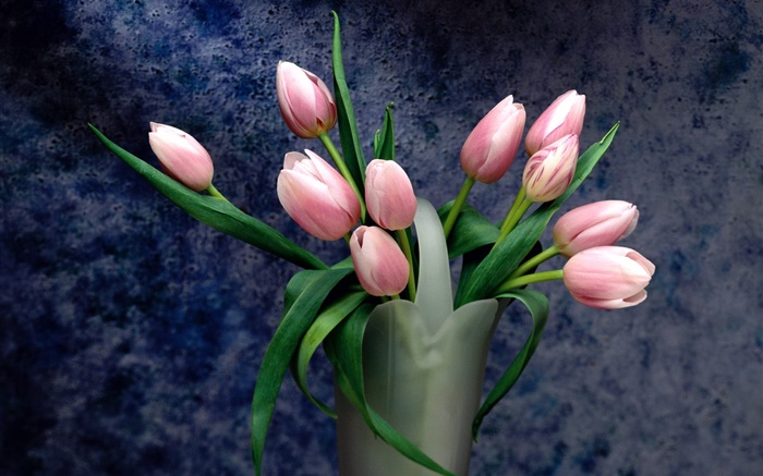 Букет, розовый тюльпан цветы обои,s изображение