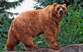Коричневый медведь взгляд на вас