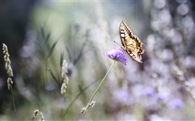Бабочка, фиолетовый цветок, боке, лето HD обои
